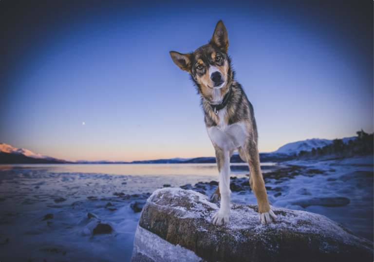 Husky in arctic sunset