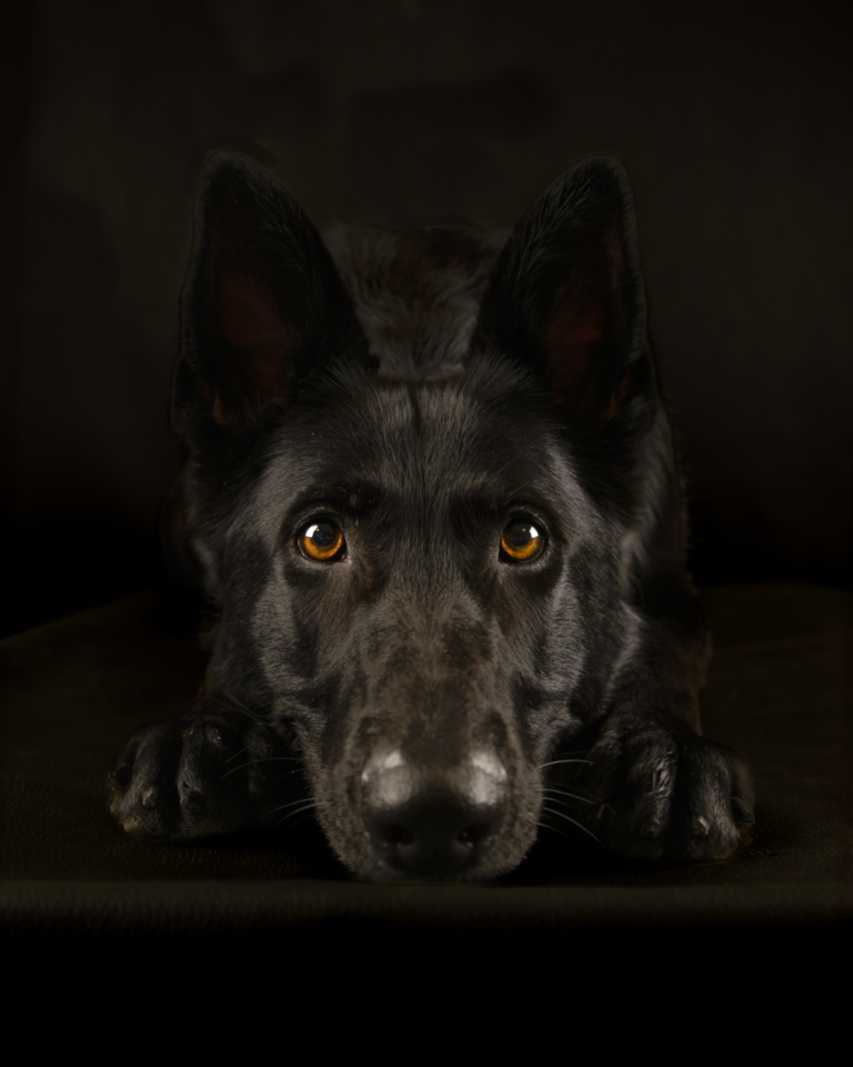 Mørk pels, lite lys, hvordan fange alle detaljene