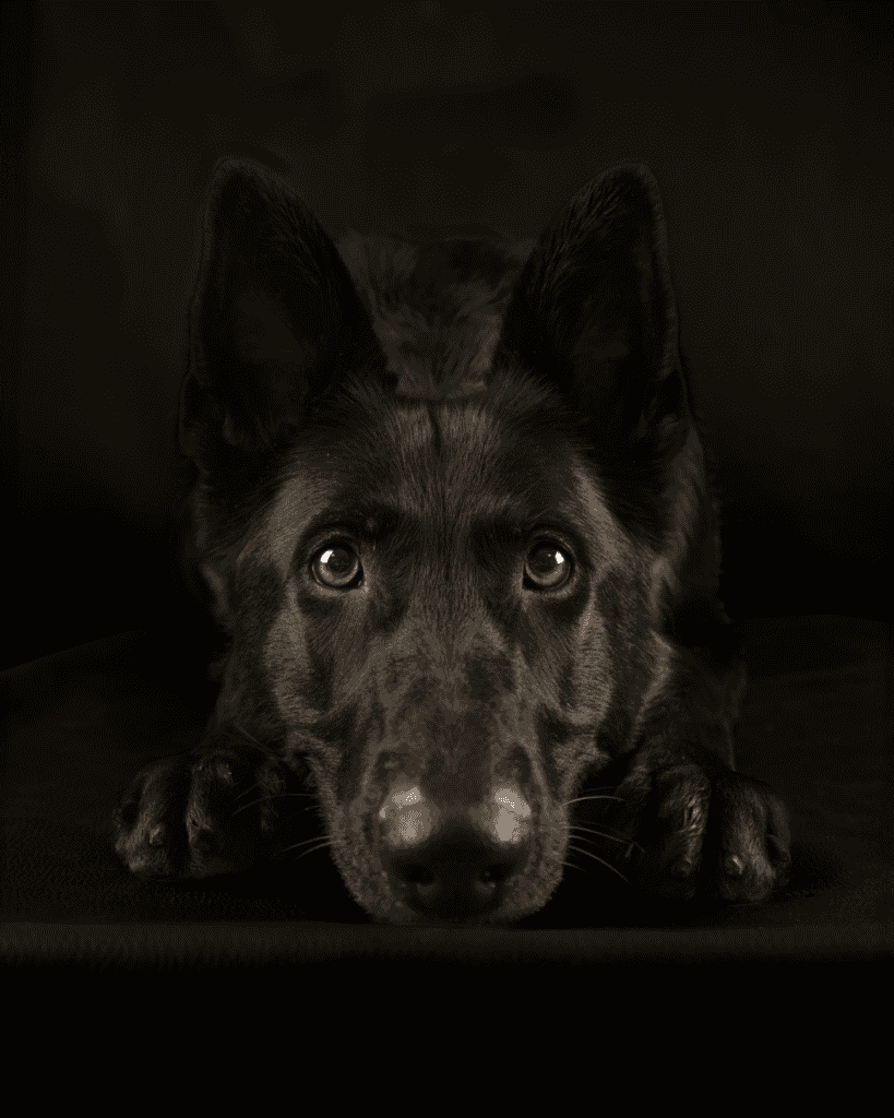 Nærbilde av svart hund med intense gule øyne, liggende på gulvet.