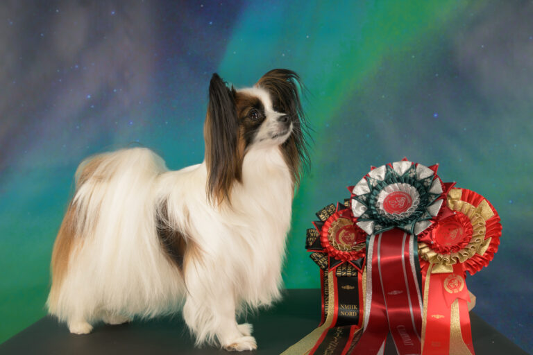 Eventfotografering for hundeklubber og konkurranser