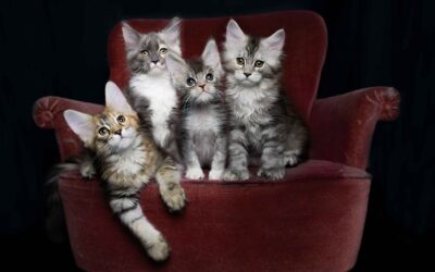 What is cat photography? And is it really possible to take high quality photos of my cat?