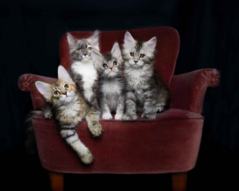 What is cat photography? And is it really possible to take high-quality photos of my cat?