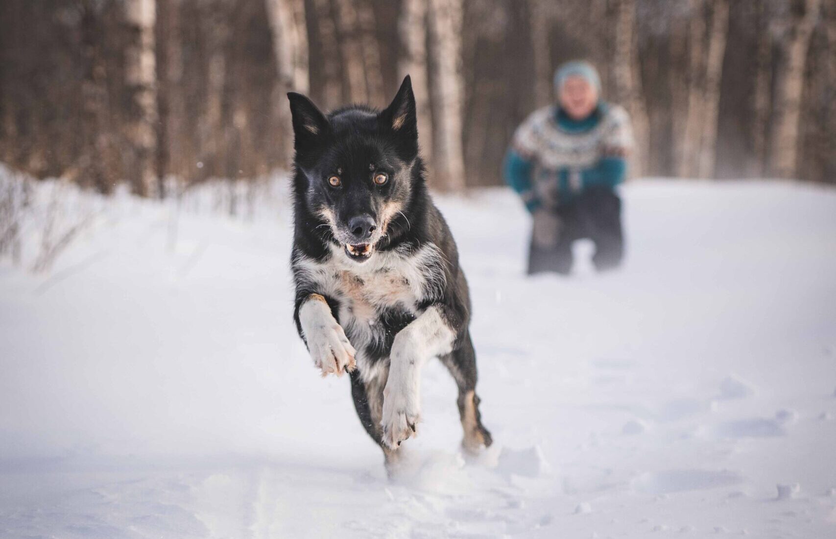 black husky running in snow