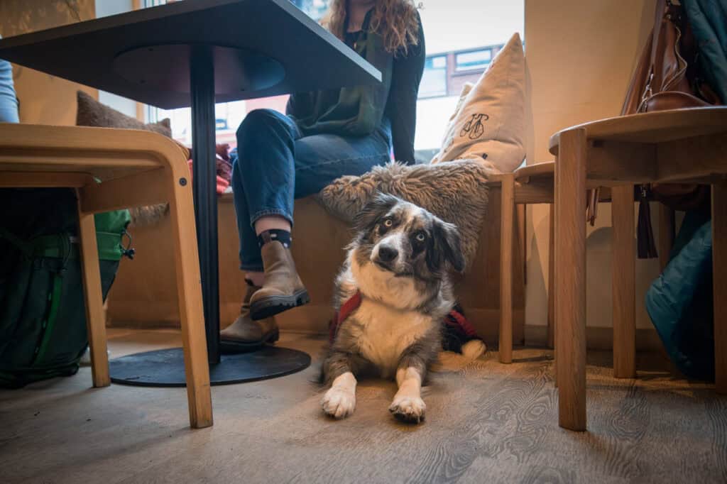 Hund ligger under bordet i kafé, omgitt av mennesker og komfortable omgivelser.