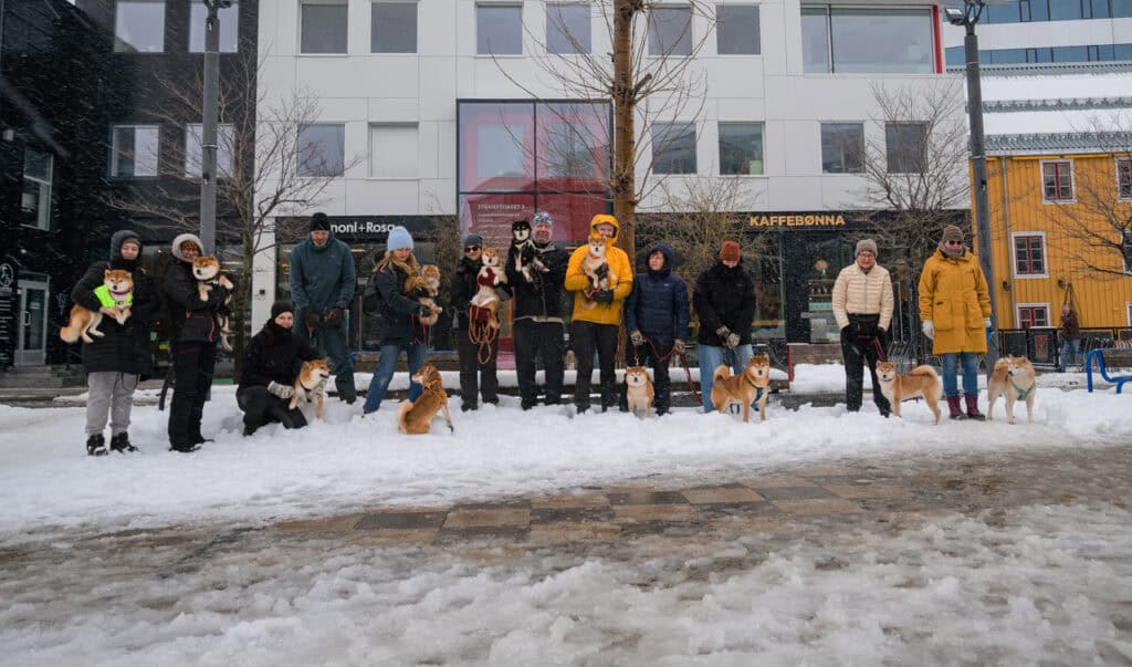 Hundetrening utendørs i snø med eiere og hunder i byen.