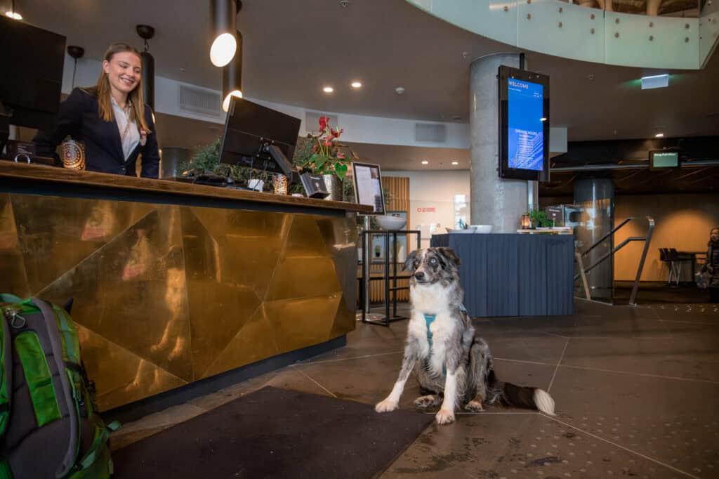 Reisehunden venter ved resepsjonen på hotell, klar for eventyr og nye opplevelser.