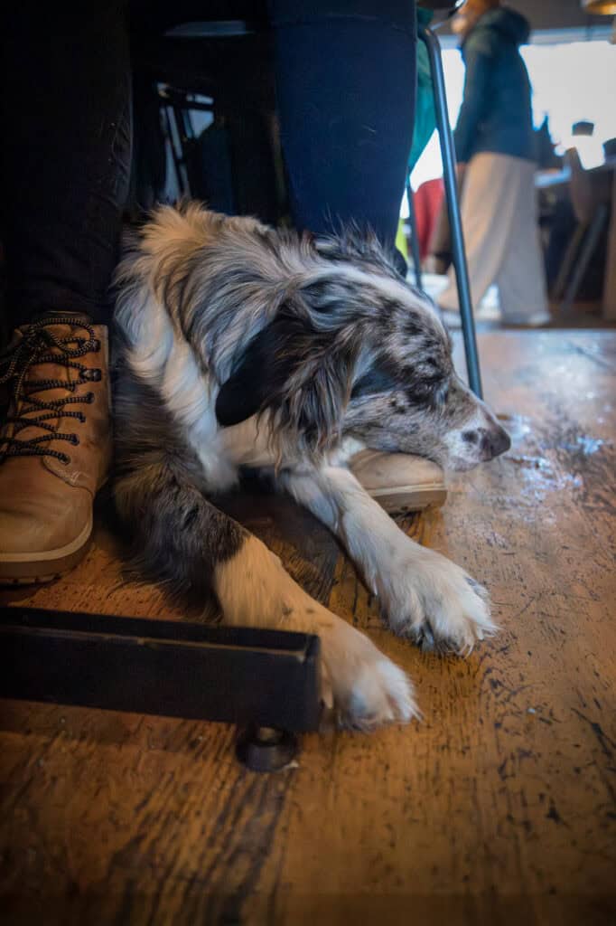 Hund som ligger på gulvet med en person i bakgrunnen, innendørs.