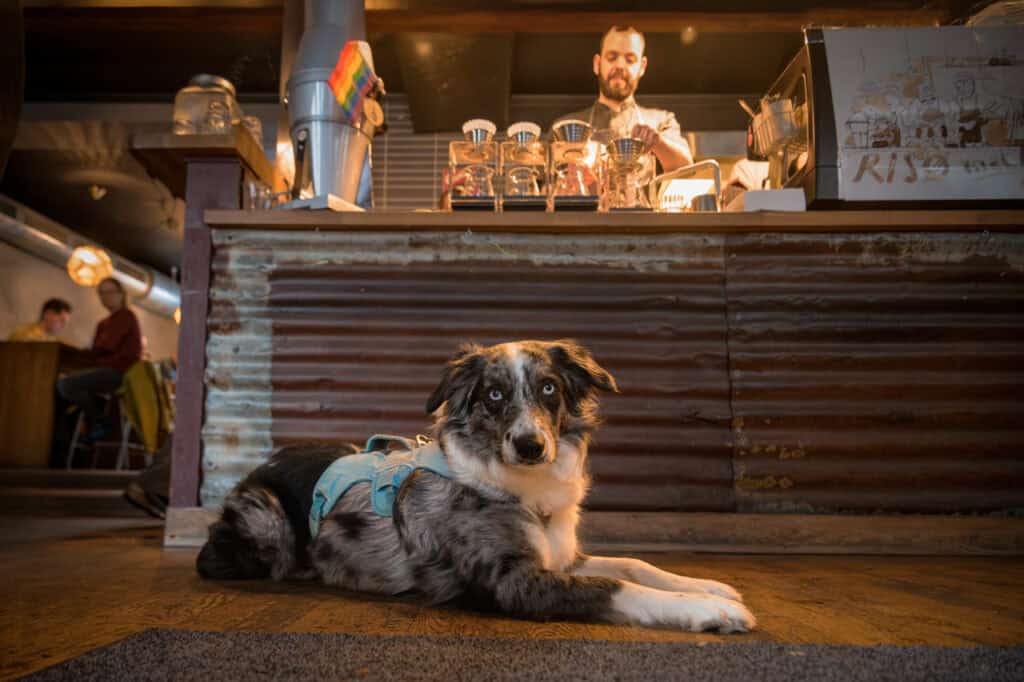 Hund som ligger på gulvet foran en kafébarista.