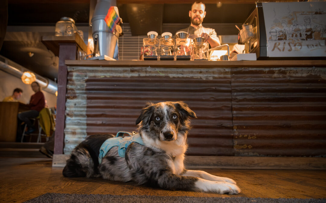 Hundevennlig Tromsø! Dog Friendly Tromso!