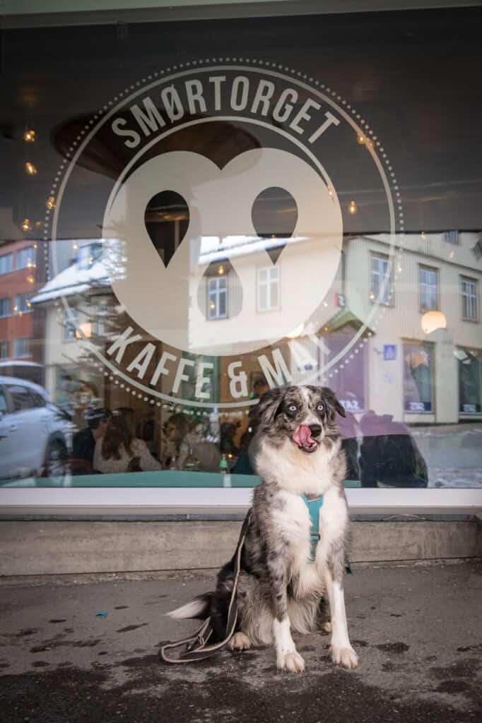 Hund foran Vill Foto butikk, logo på vindu, bygate i bakgrunnen.
