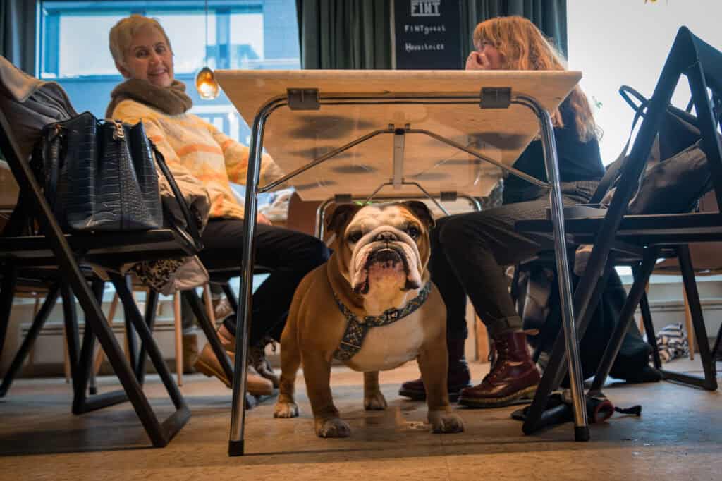 Sosial bulldog under bordet blant mennesker i kafémiljø.