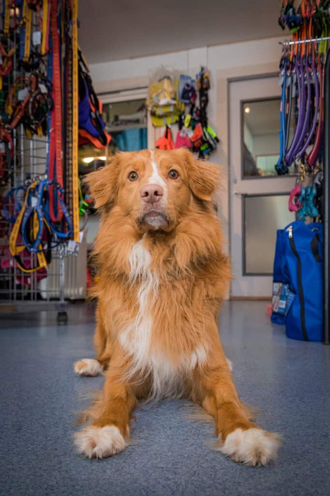 Hund i dyrebutikk med utstyr og tilbehør for kjæledyr.