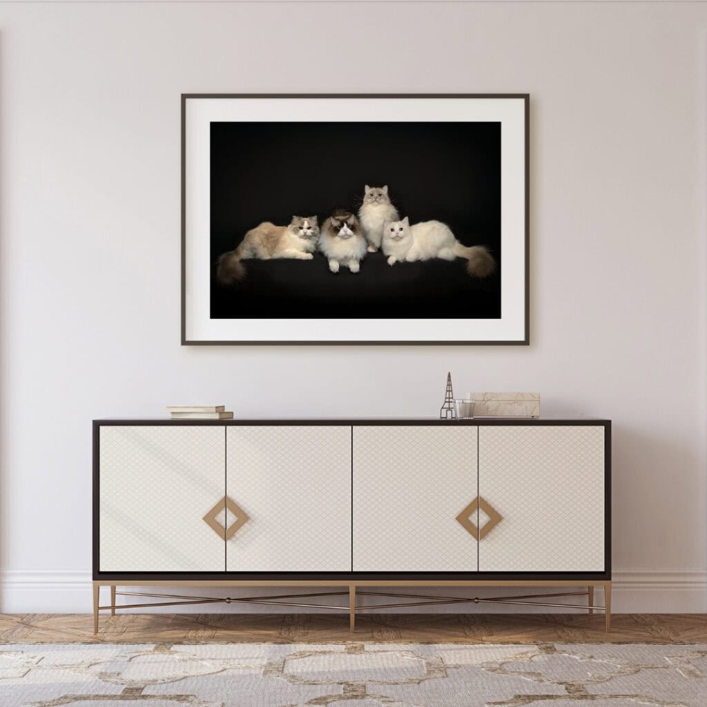 Kunstnerisk bilde av fem katter på svart bakgrunn, innrammet på vegg.