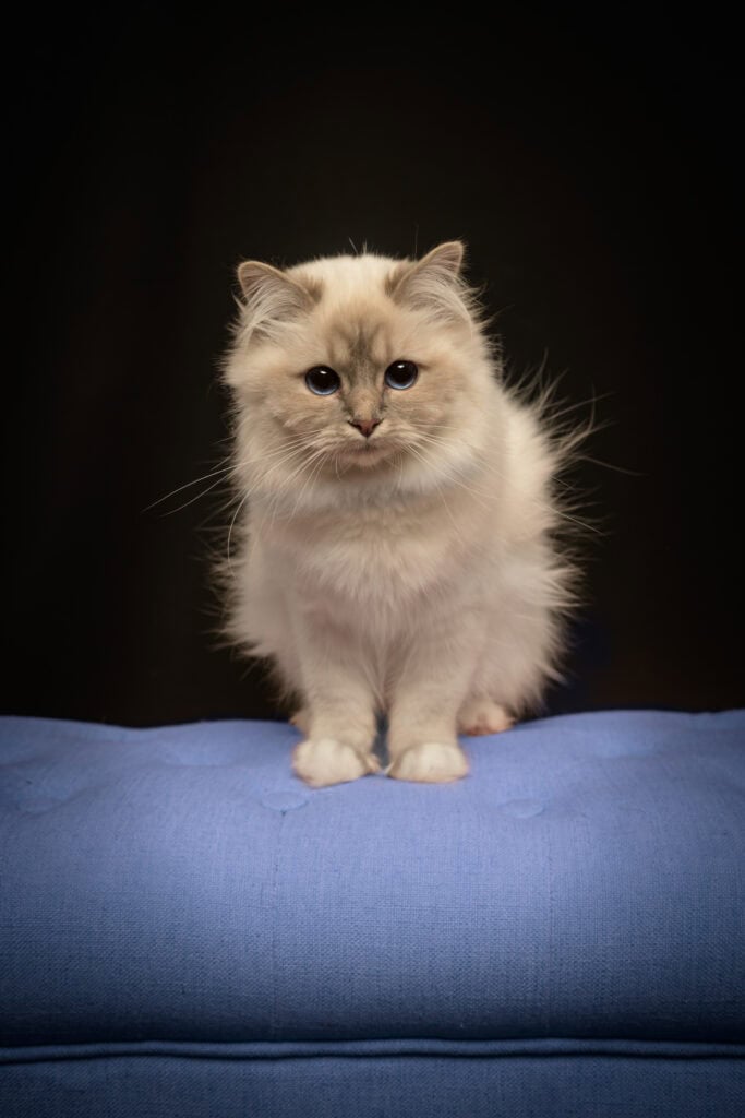 Katt som sitter på en blå pute mot en mørk bakgrunn.