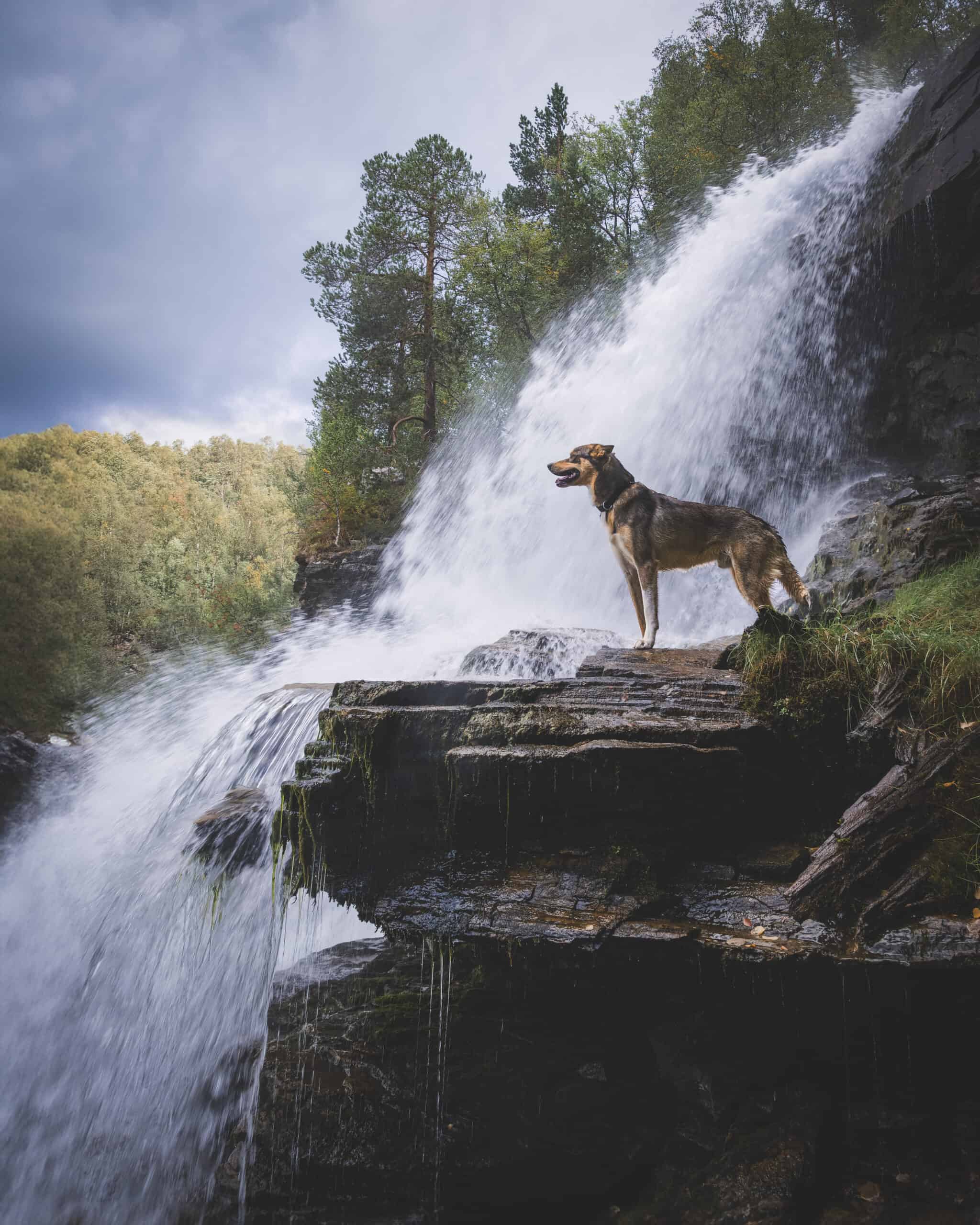 Vannfall med hund som står på stein under fossen, omgitt av natur og trær.