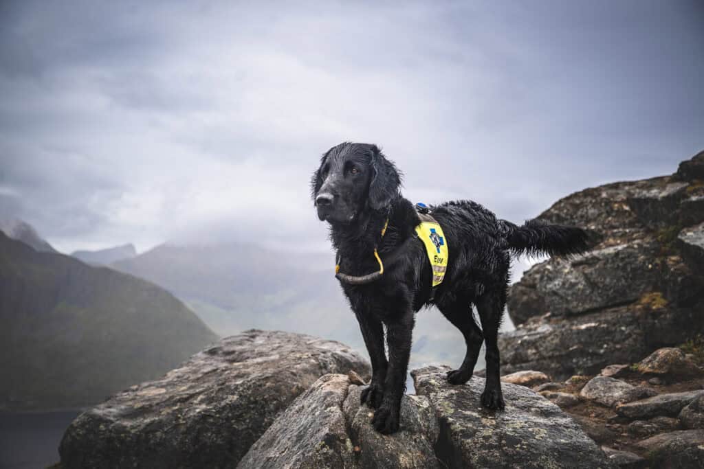 Redningshund på fjelltur med redningsvest, klar for søk i naturen.