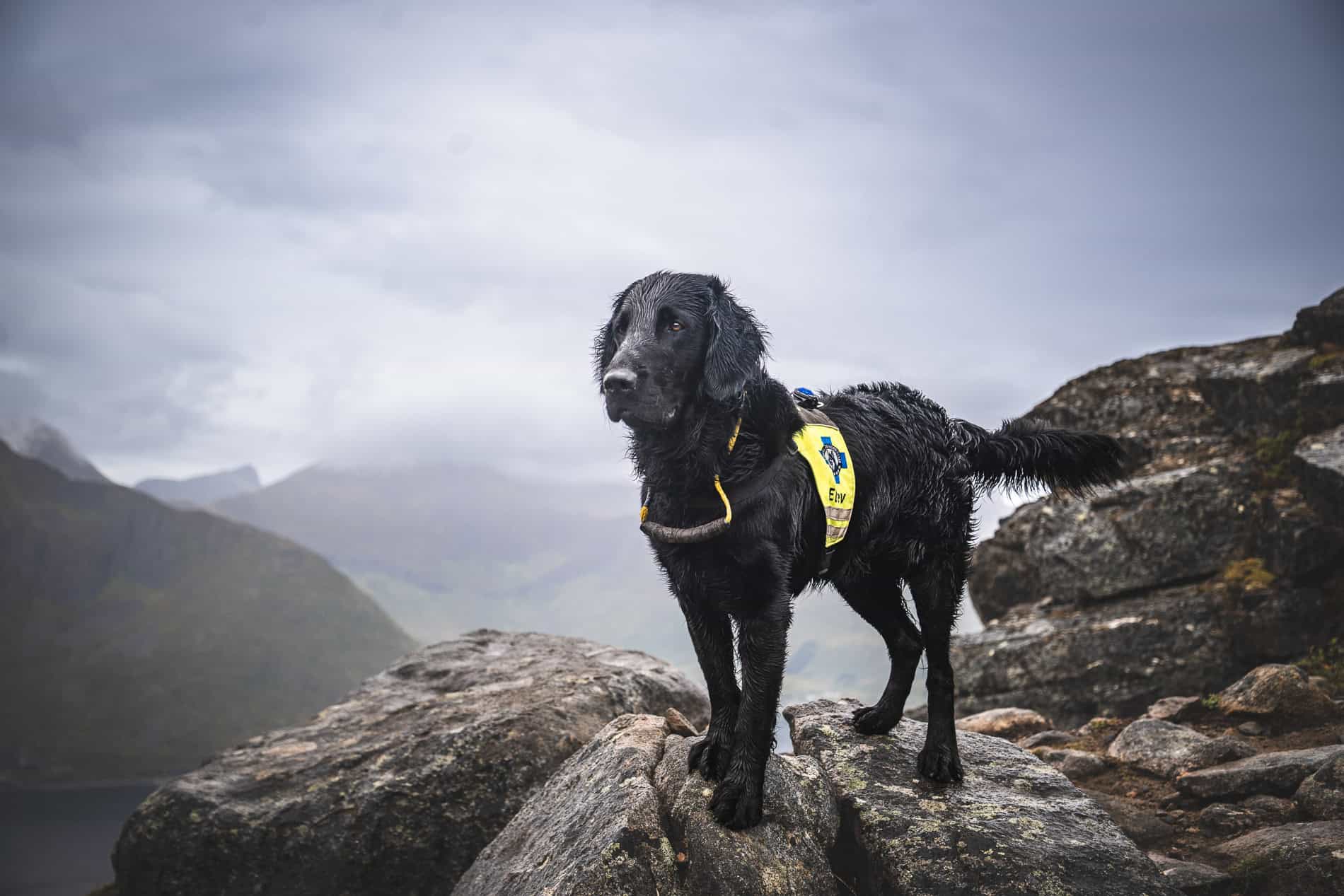 Redningshund på fjelltur med redningsvest, klar for søk i naturen.