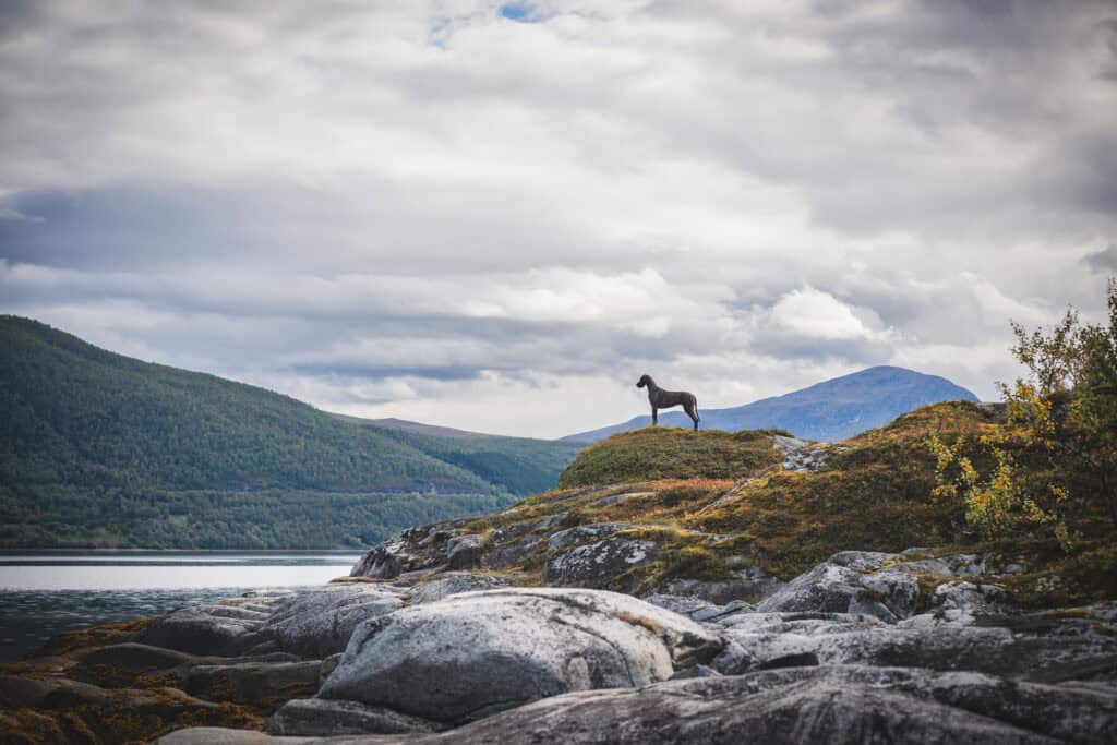 Hest på fjellknaus med innsjø og fjell i bakgrunnen, vakker norsk natur.