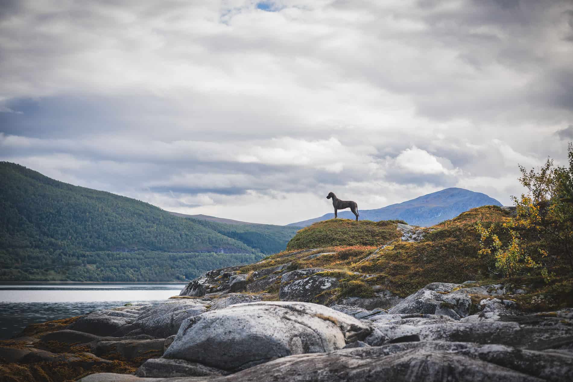 Hest på fjellknaus med innsjø og fjell i bakgrunnen, vakker norsk natur.