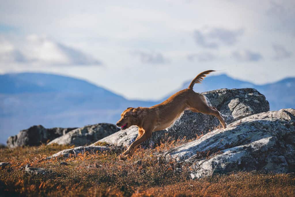 Jakthund løper over fjell med steiner og lyng, klar for jakt.