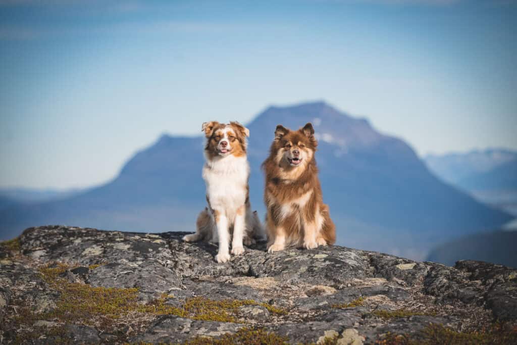 Vennlige hunder som nyter utsikten på fjelltopp med fjell i bakgrunnen.