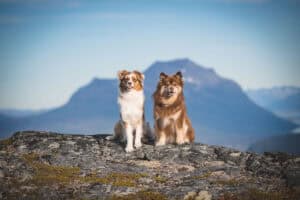 Vennlige hunder som nyter utsikten på fjelltopp med fjell i bakgrunnen.