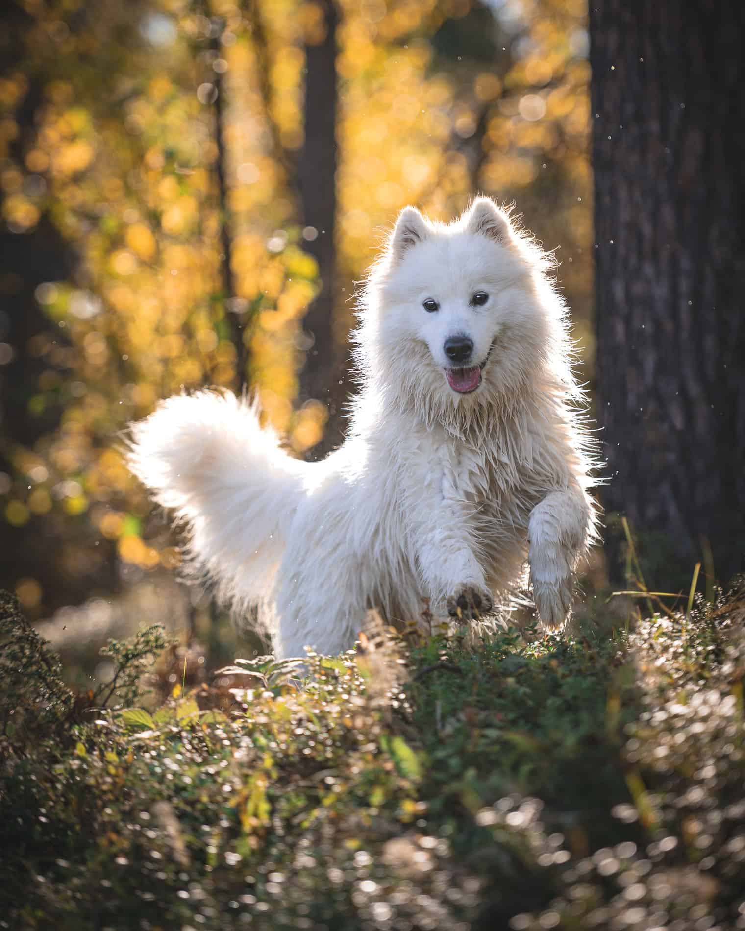 Hvit Samojedhund løper gjennom skog med høstfarger i bakgrunnen.