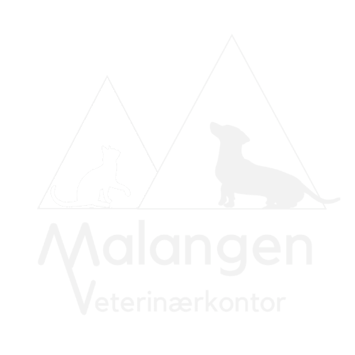 Familie fotografering utendørs med barn og hund i naturlig setting.