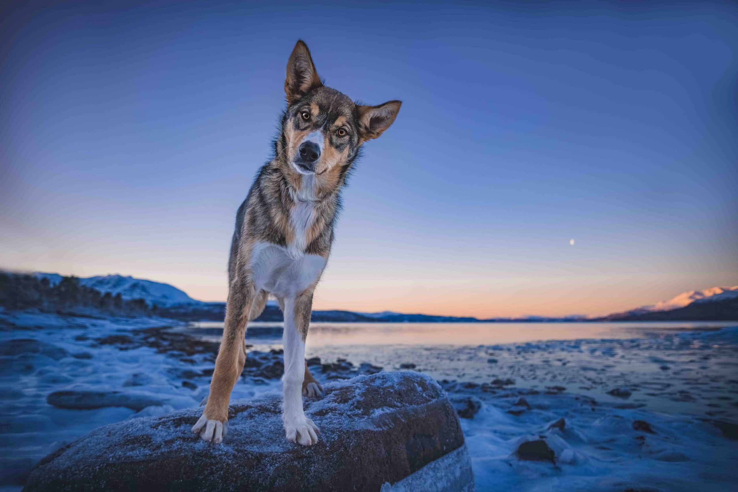 Hund på snødekt landskap med fjell og solnedgang i bakgrunnen.