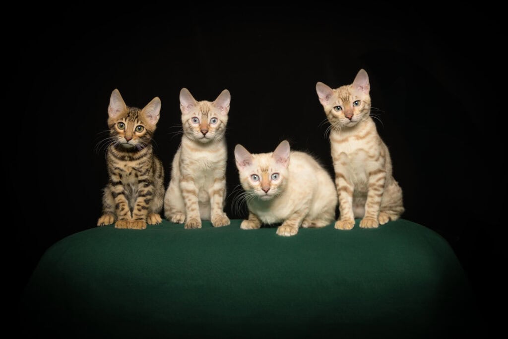 Fire katter på en grønn pute mot svart bakgrunn.