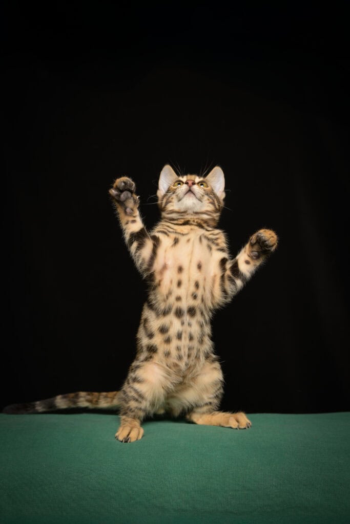 Ung katt som leker og strekker seg mot kameraet på svart bakgrunn.