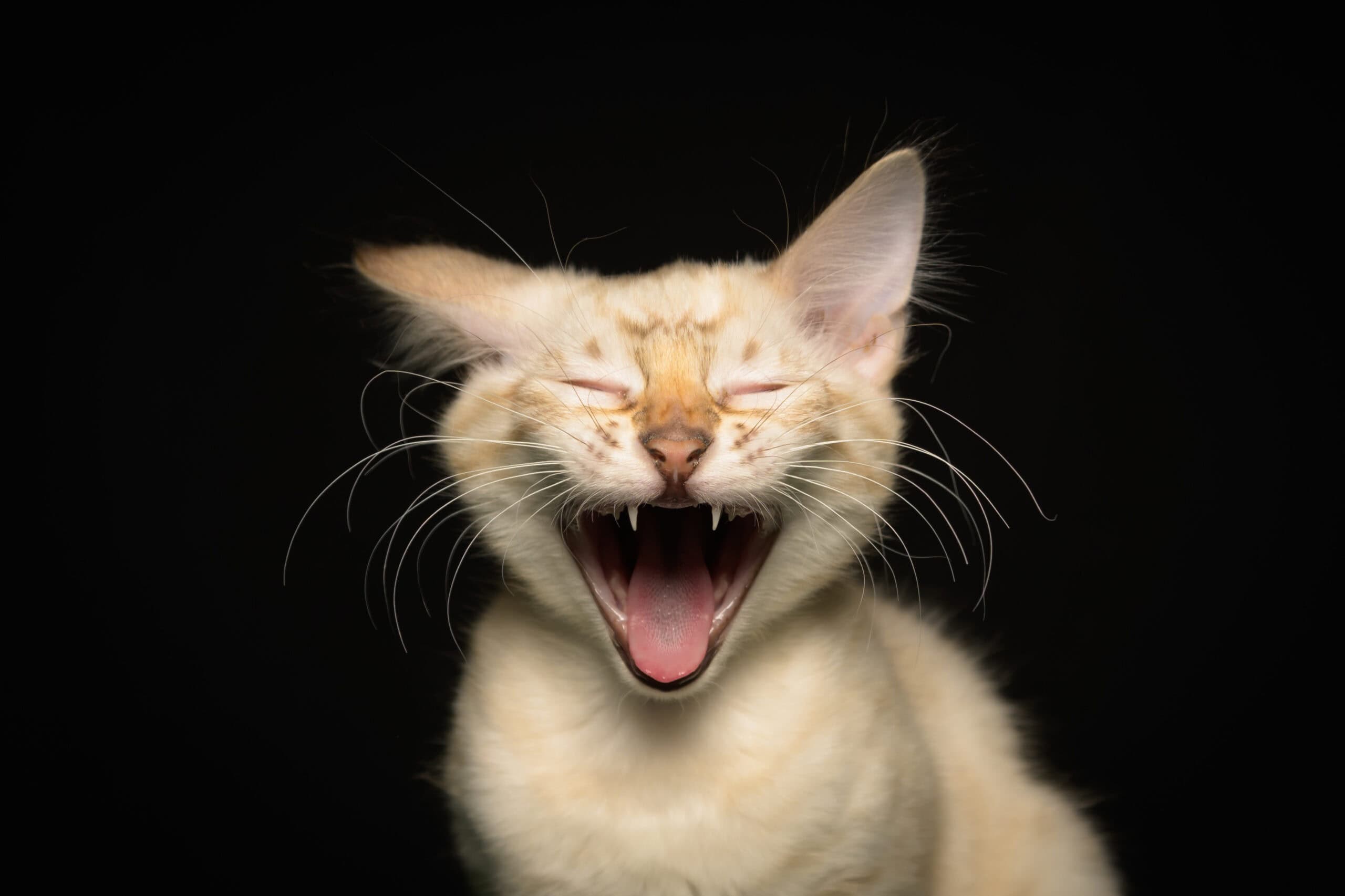 Katt som ler for fotografering, fokus på smil og personlighet.