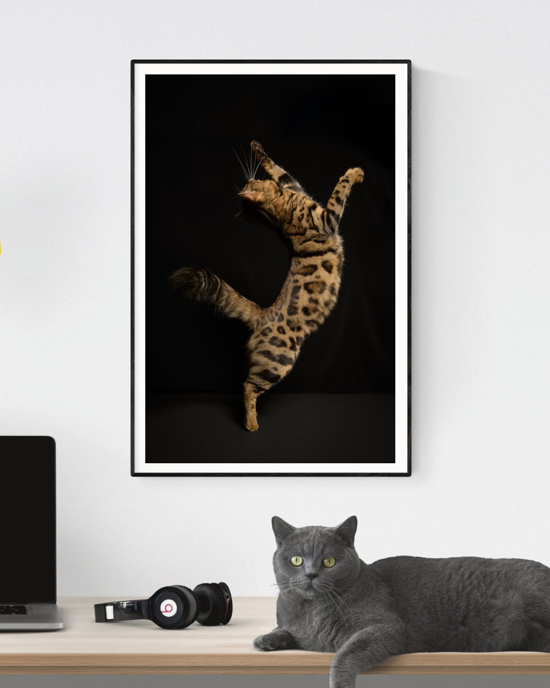 Katt i lekende positur under fotoshoot, fokus på dyre- og kjæledyrfotografering.