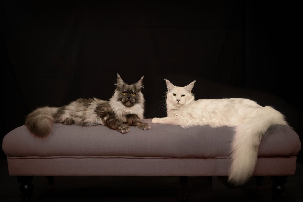 To katter ligger på sofa, perfekt for kattefotografering.