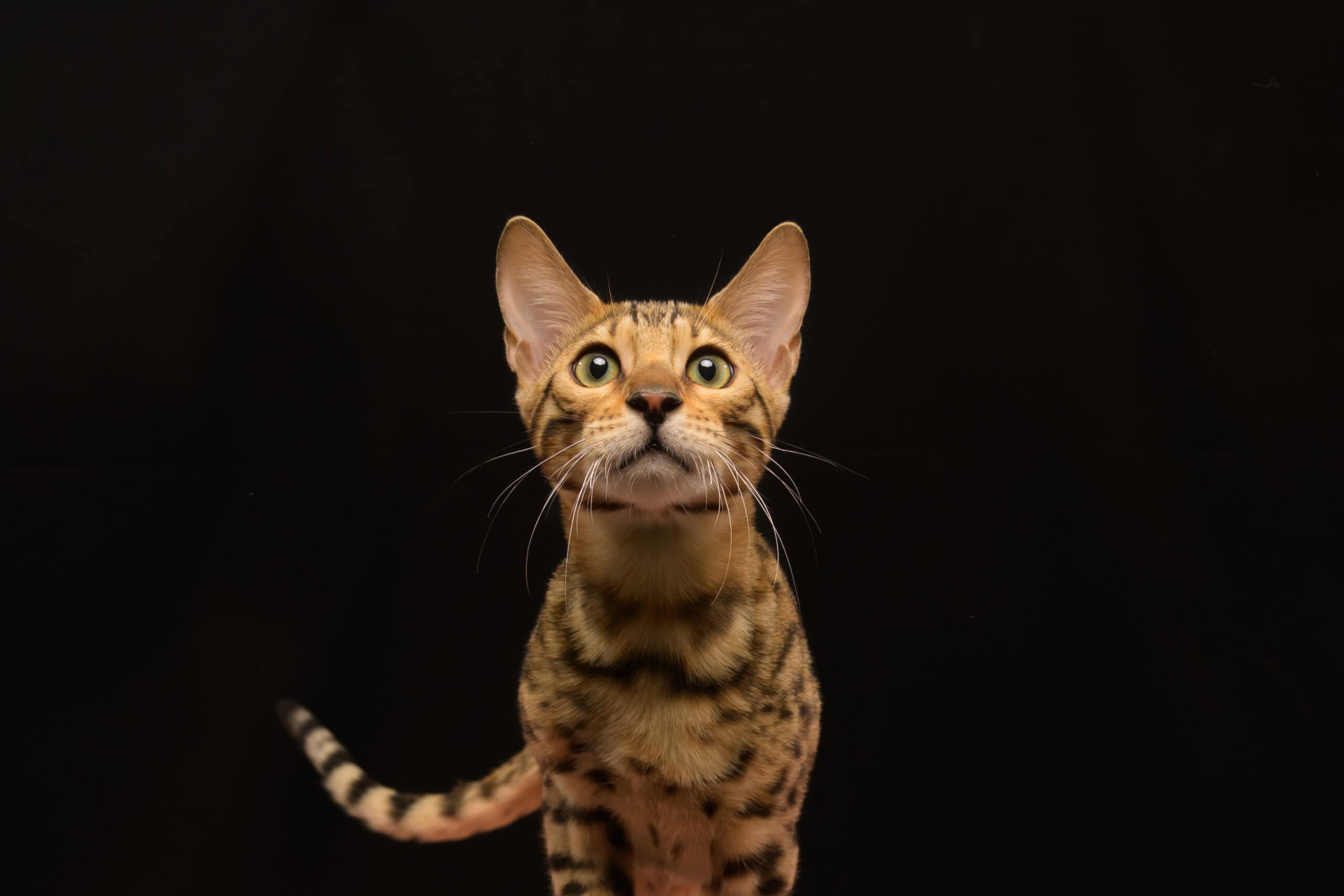 Katt i fokus for kattefotografering, perfekt for å fange kattens personlighet og skjønnhet.