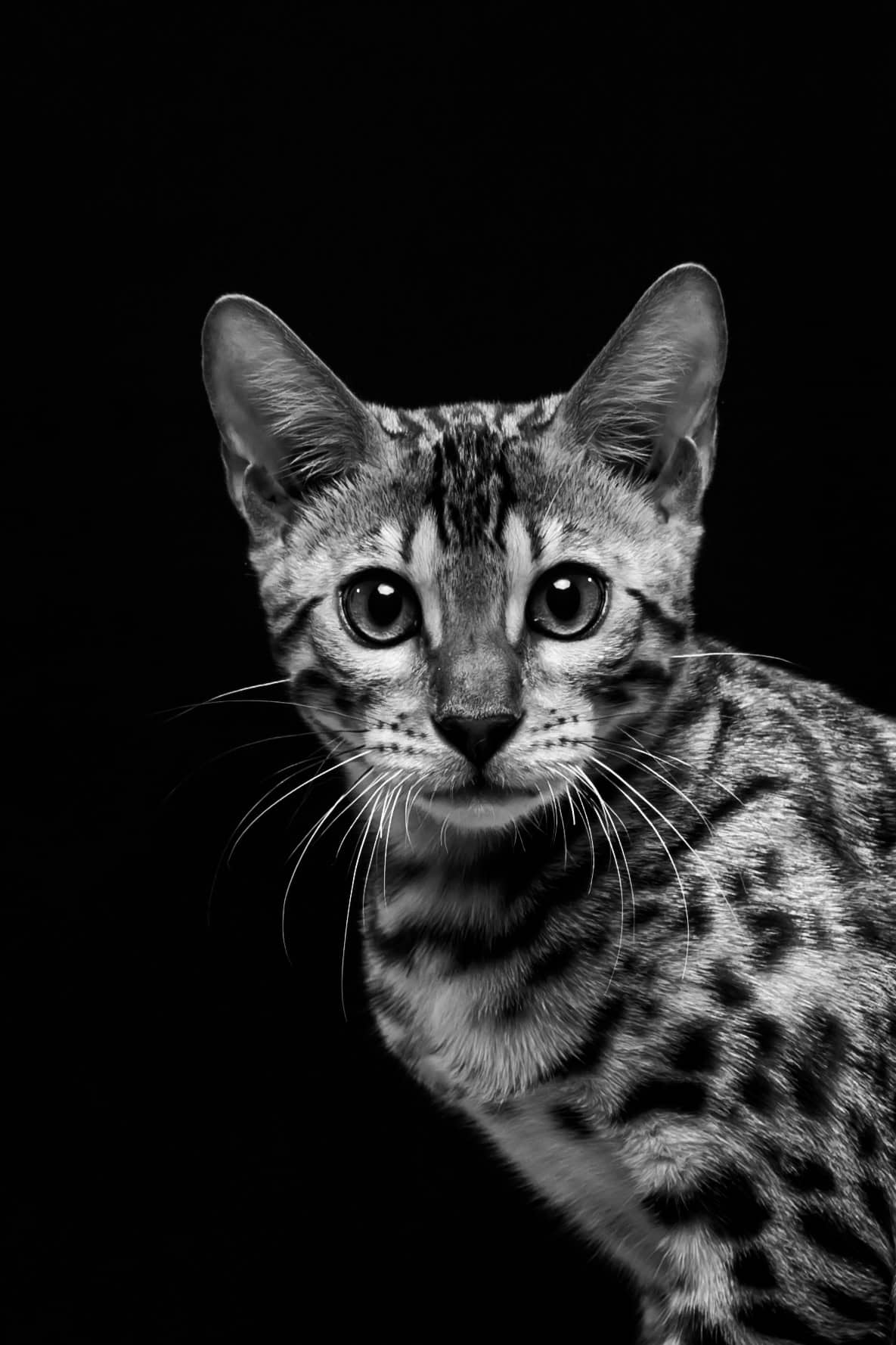 Nærbilde av en leopardkatt med store øyne, svart bakgrunn.