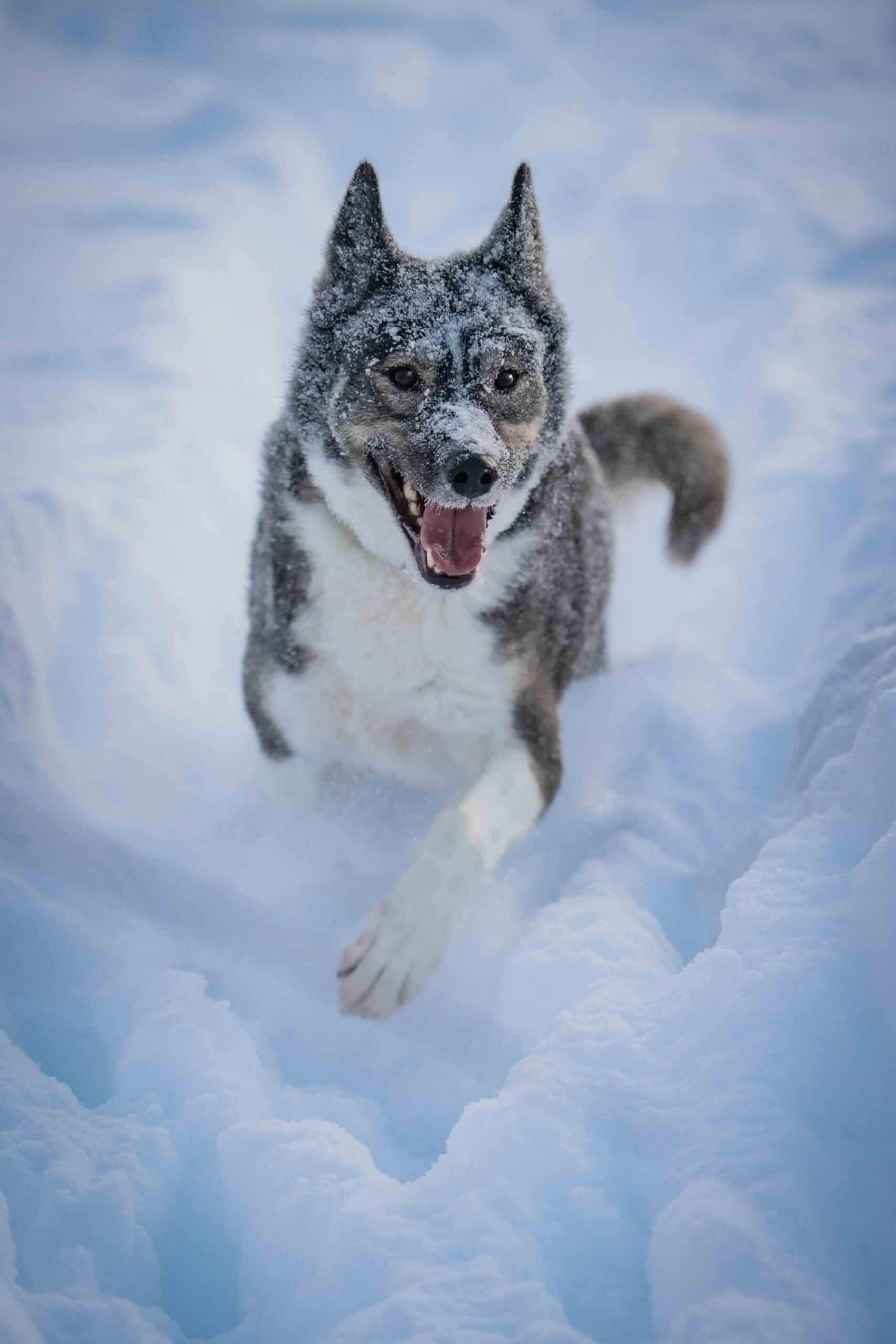 Vilt hund løper gjennom snøen, full av energi og glede.