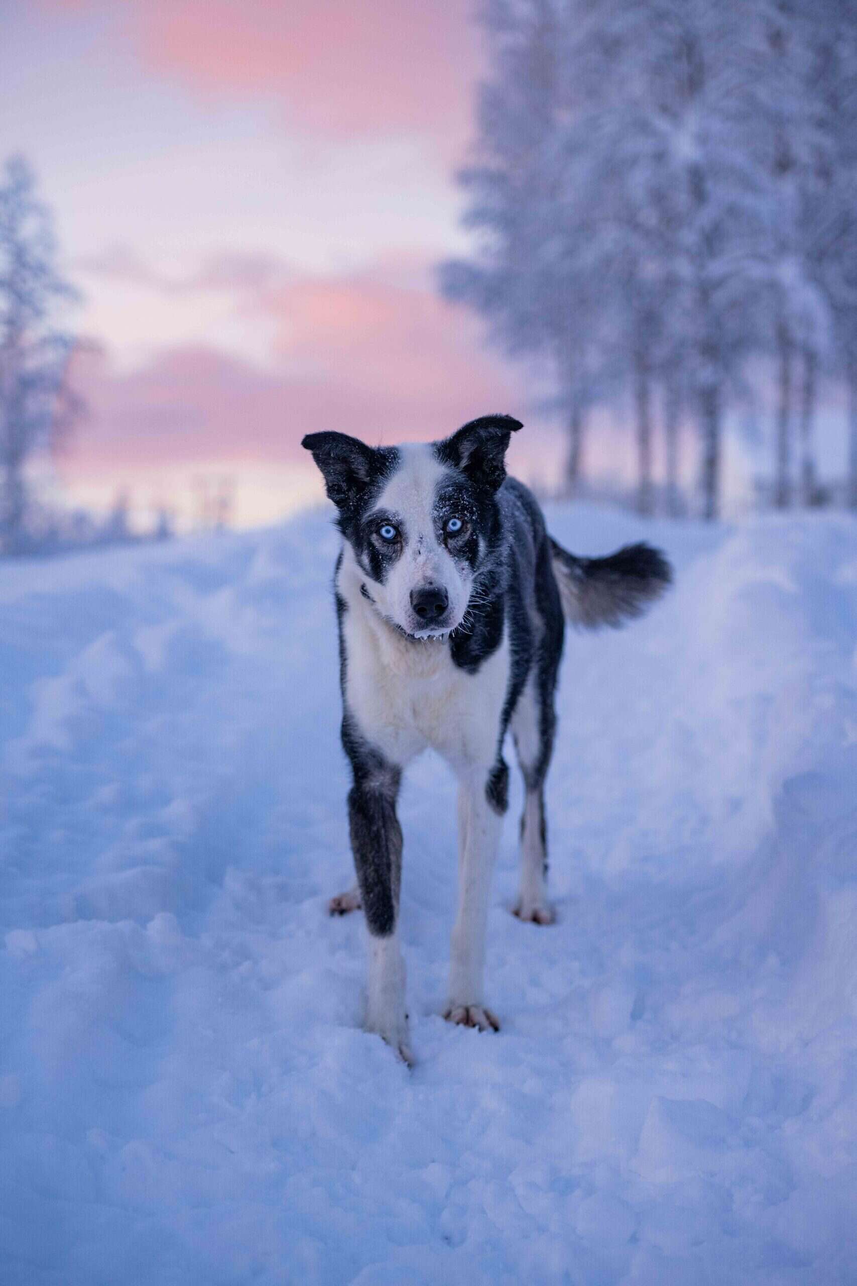 Hund i snølandskap med vinterbakgrunn.