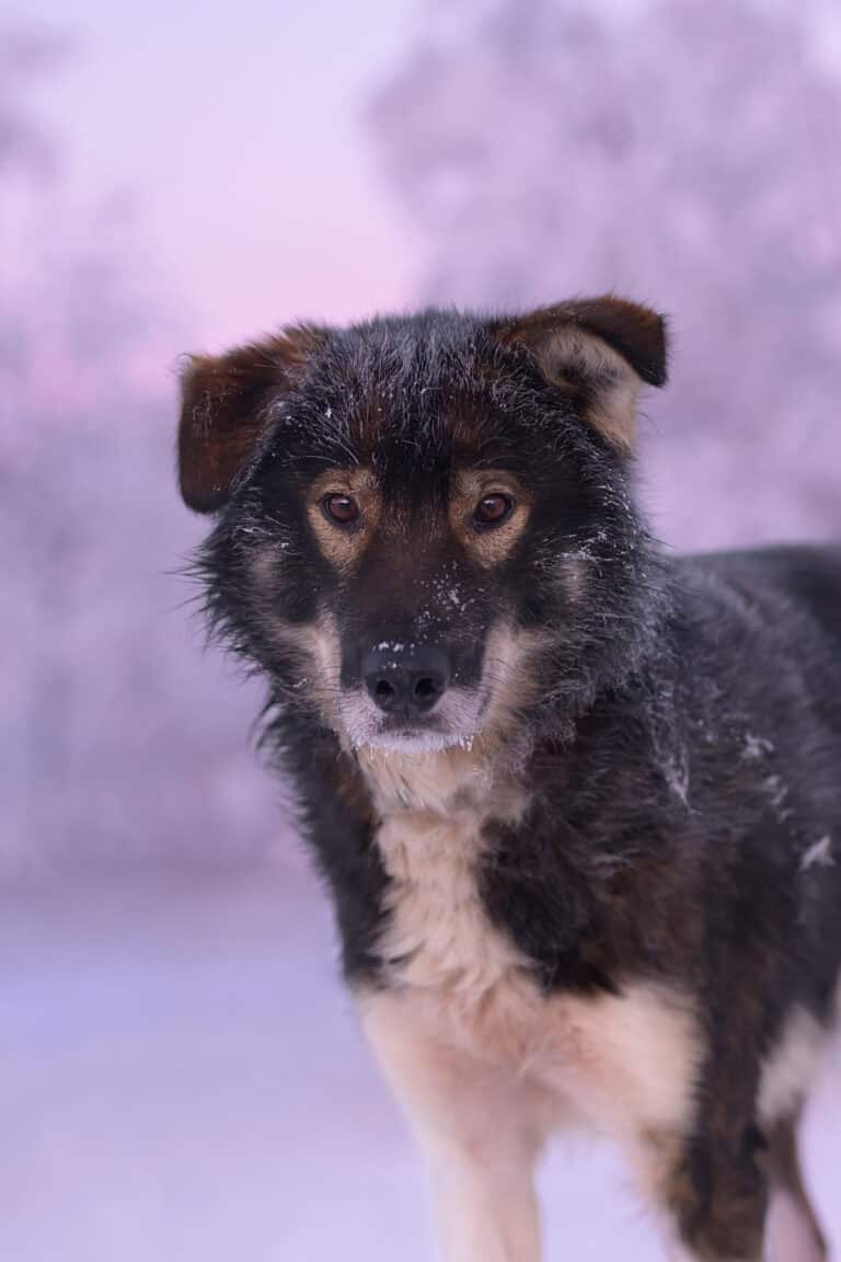 Hund i snølandskap med vinterbakgrunn.