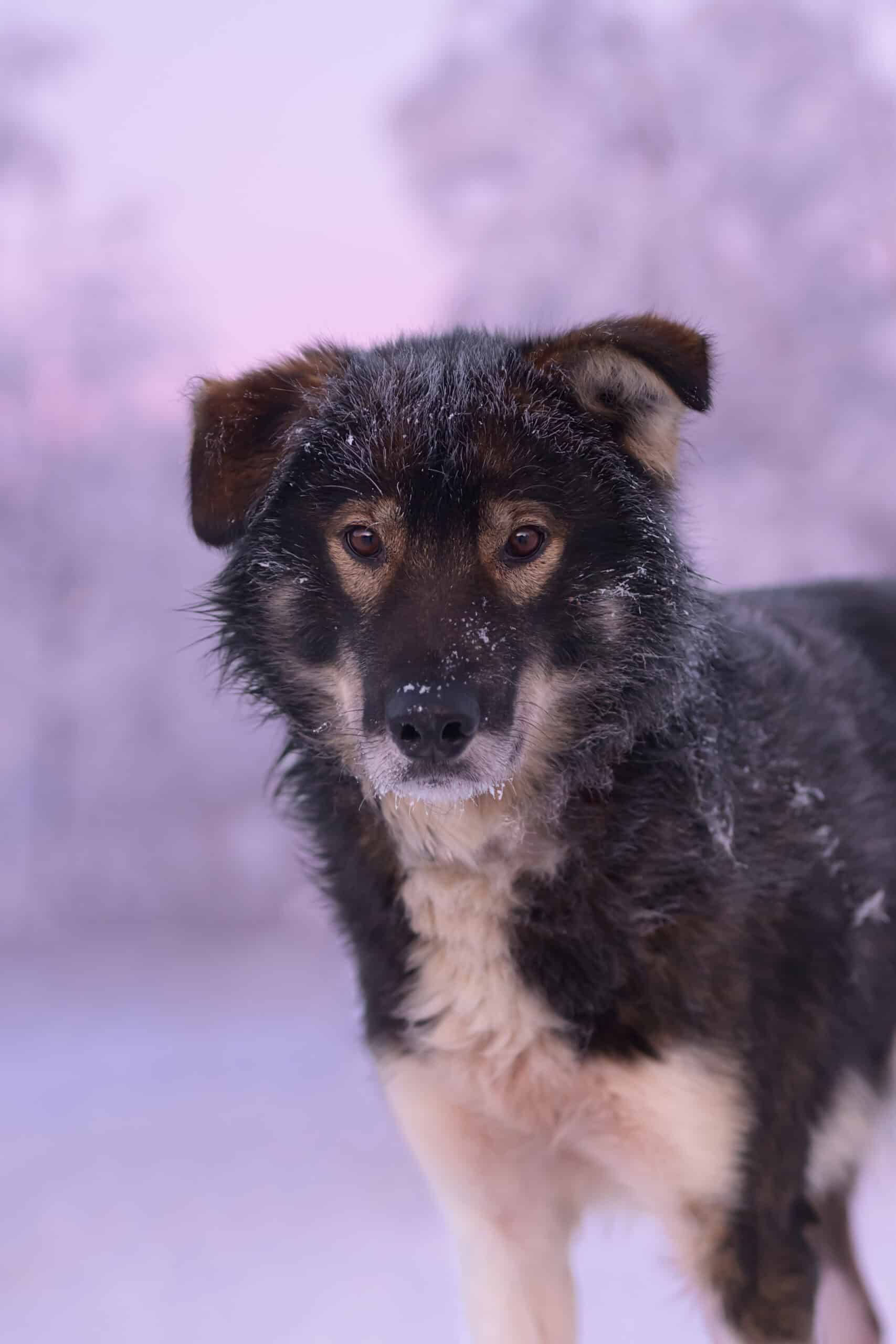 Hund i snølandskap med vinterbakgrunn.