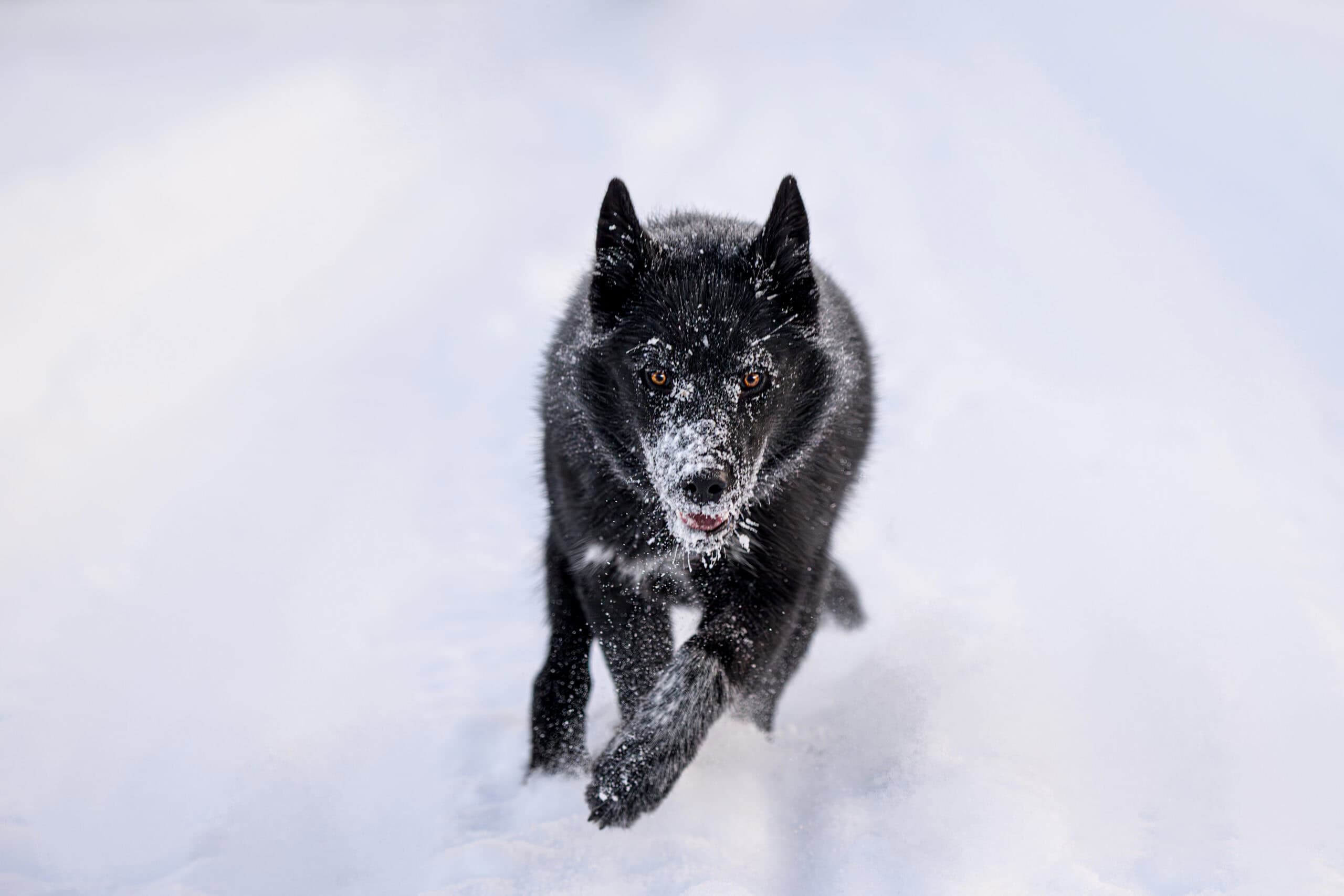Villhund løper gjennom snøen med fokus og kraft.