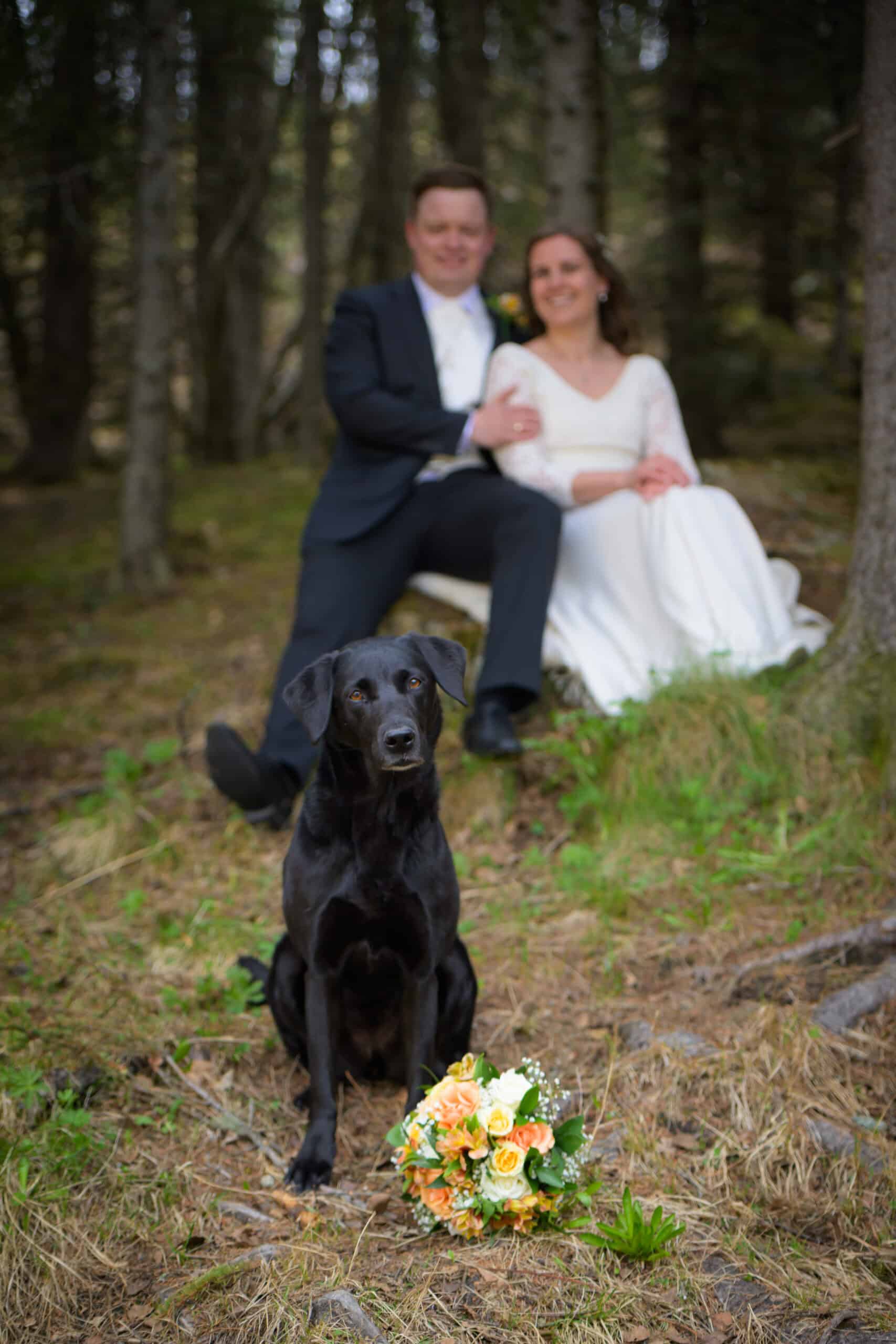 Bryllupsfoto av brudepar med hund i skogen.
