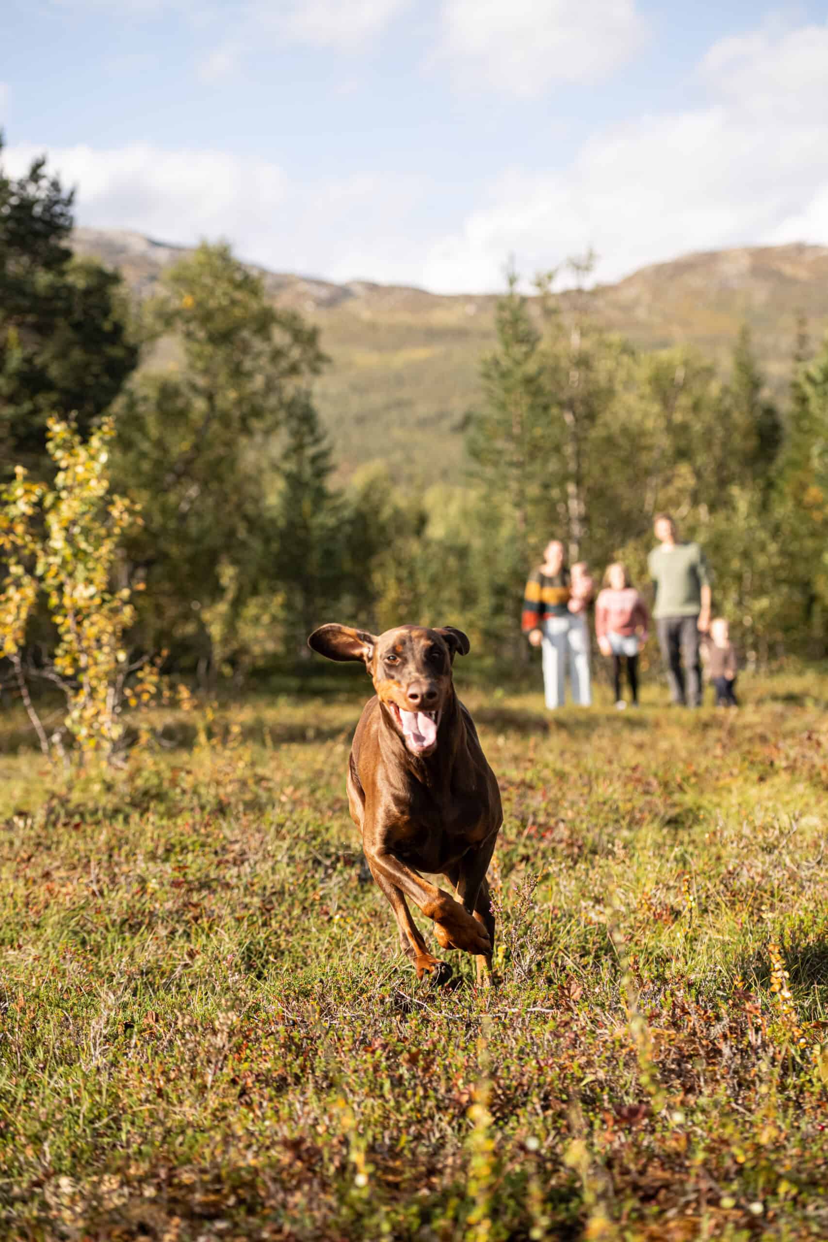 Hund som løper fritt i skog og mark.