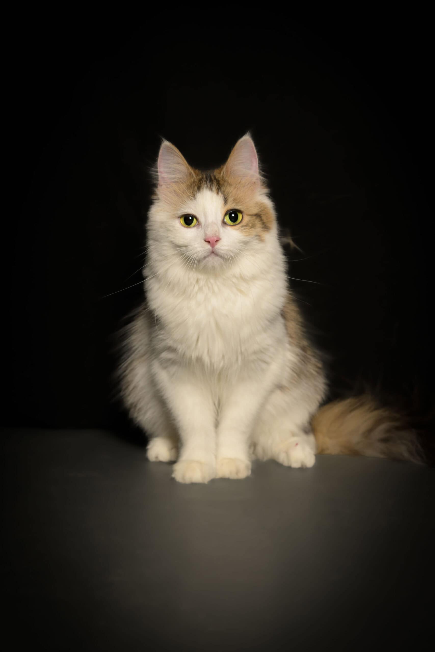 Katt med lang pels og grønne øyne mot svart bakgrunn.