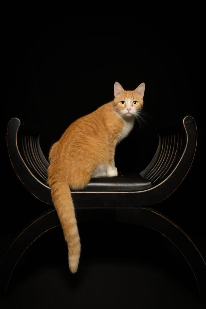 Katt som sitter på en svart, moderne stol med refleksjon under, mot en svart bakgrunn.