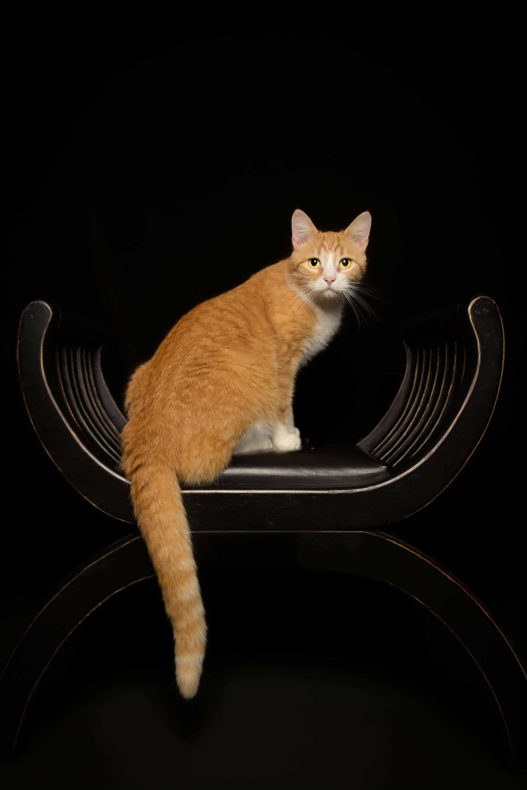 Katt som sitter på en svart, moderne stol med refleksjon under, mot en svart bakgrunn.