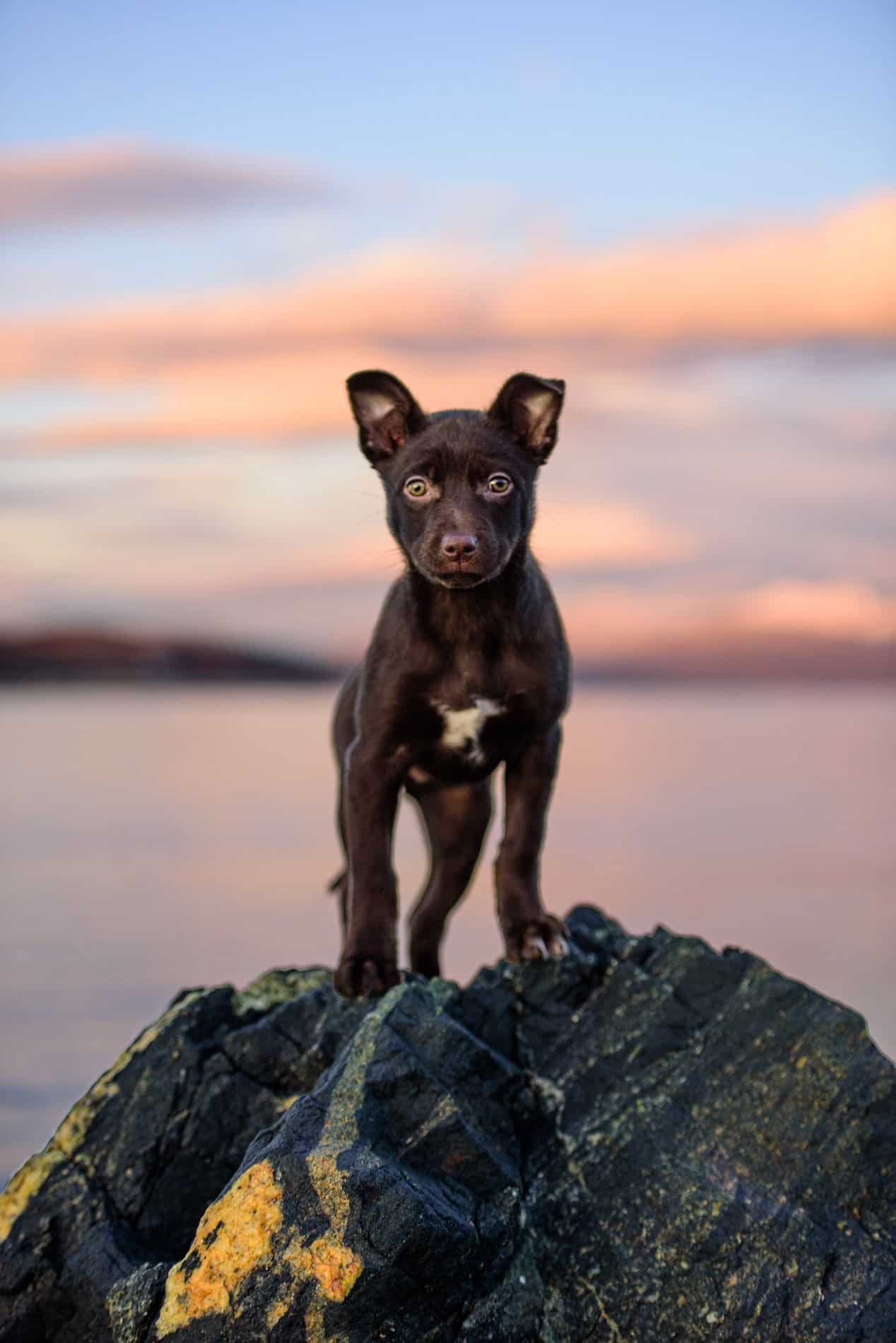 Hund som står på stein med fjell og solnedgang i bakgrunnen.