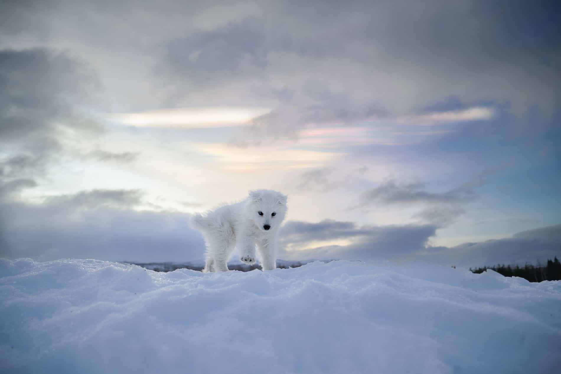 Hund på snødekt landskap under vinterhimmel.