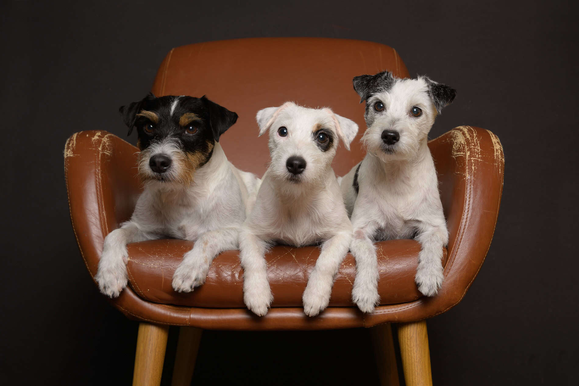 Tre hunder på en komfortabel stol under familiefotografering.